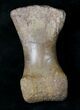 Long T-Rex or Nanotyrannus Toe Bone - Montana #19170-4